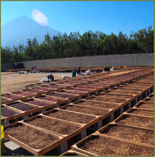 Farm Highlight: Finca Medina