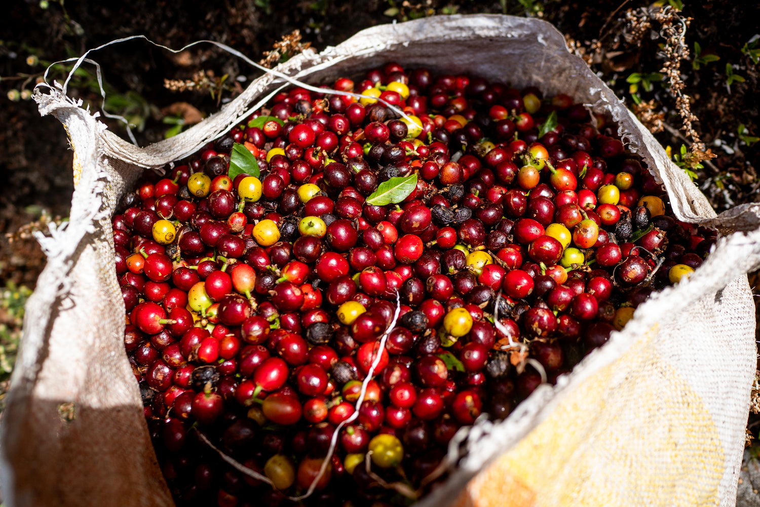 Coffee 101: 8&R's Seed to Cup - March 21, 2026